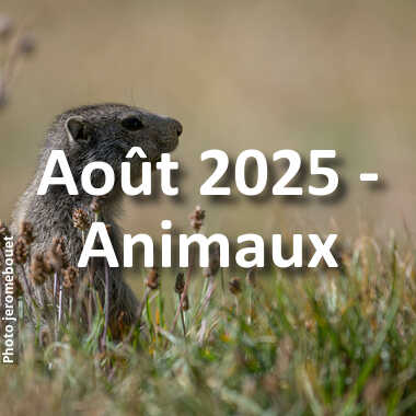 fotoduelo Août 2025 - Animaux