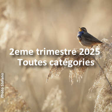 fotoduelo 2eme trimestre 2025 - Toutes catégories