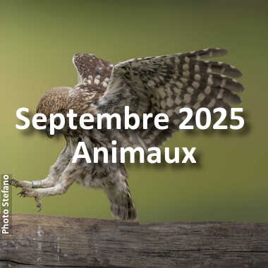 fotoduelo Septembre 2025 - Animaux
