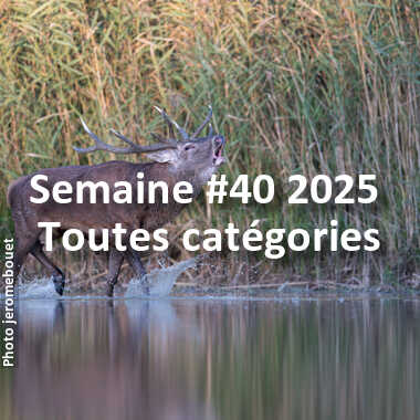 fotoduelo Semaine #40 2025 - Toutes catégories