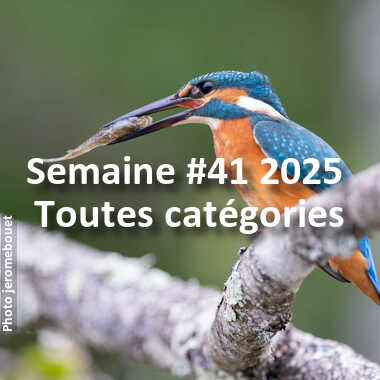 fotoduelo Semaine #41 2025 - Toutes catégories