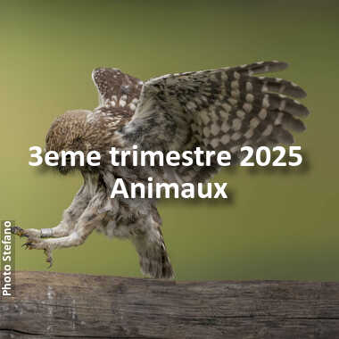 fotoduelo 3eme trimestre 2025 - Animaux