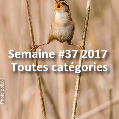 fotoduelo Semaine #37 2017 - Toutes catégories