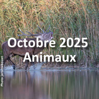 fotoduelo Octobre 2025 - Animaux
