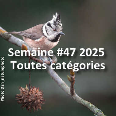 fotoduelo Semaine #47 2025 - Toutes catégories