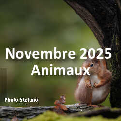 fotoduelo Novembre 2025 - Animaux