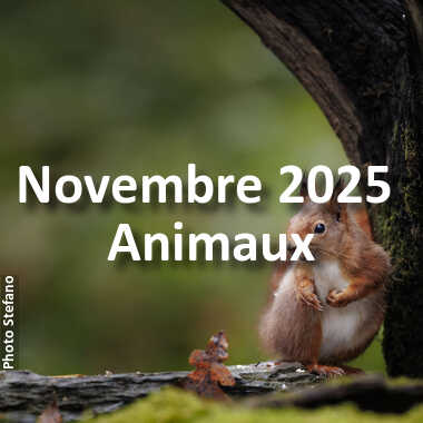 fotoduelo Novembre 2025 - Animaux