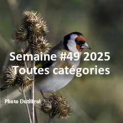 fotoduelo Semaine #49 2025 - Toutes catégories