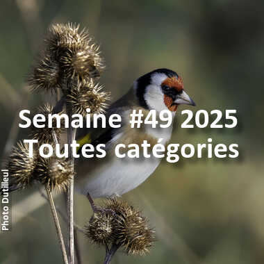 fotoduelo Semaine #49 2025 - Toutes catégories