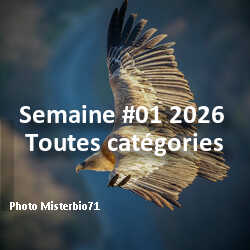 fotoduelo Semaine #01 2026 - Toutes catégories