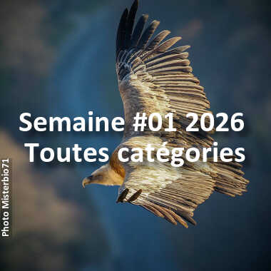 fotoduelo Semaine #01 2026 - Toutes catégories