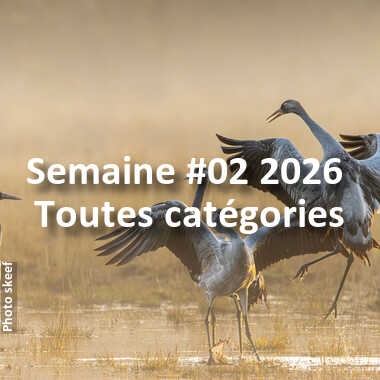 fotoduelo Semaine #02 2026 - Toutes catégories