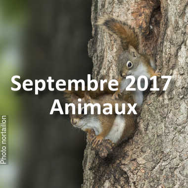 fotoduelo Septembre 2017 - Animaux