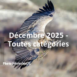 fotoduelo Décembre 2025 - Toutes catégories