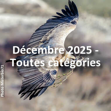 fotoduelo Décembre 2025 - Toutes catégories