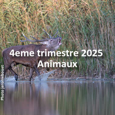fotoduelo 4eme trimestre 2025 - Animaux