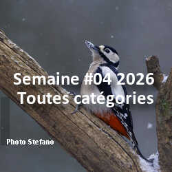 fotoduelo Semaine #04 2026 - Toutes catégories