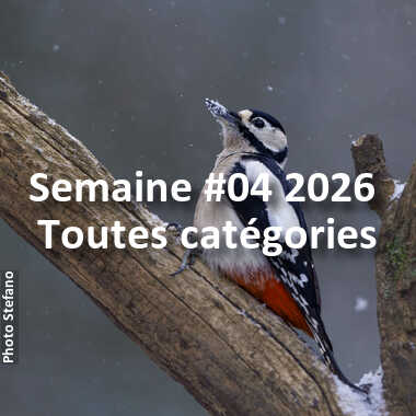 fotoduelo Semaine #04 2026 - Toutes catégories