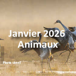 fotoduelo Janvier 2026 - Animaux