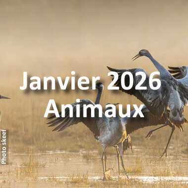 fotoduelo Janvier 2026 - Animaux