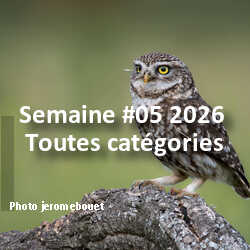 fotoduelo Semaine #05 2026 - Toutes catégories