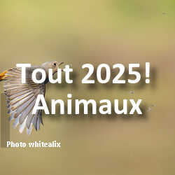 fotoduelo Tout 2025! - Animaux