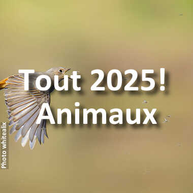 fotoduelo Tout 2025! - Animaux