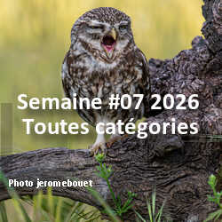 fotoduelo Semaine #07 2026 - Toutes catégories