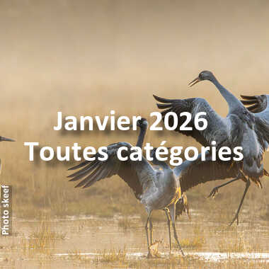 fotoduelo Janvier 2026 - Toutes catégories