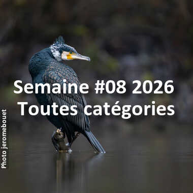 fotoduelo Semaine #08 2026 - Toutes catégories