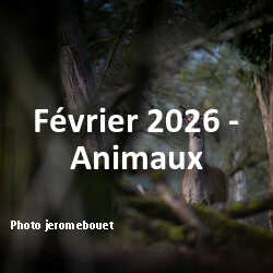 fotoduelo Février 2026 - Animaux