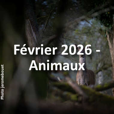 fotoduelo Février 2026 - Animaux