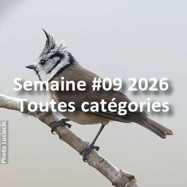 fotoduelo Semaine #09 2026 - Toutes catégories