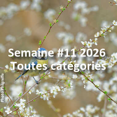 fotoduelo Semaine #11 2026 - Toutes catégories