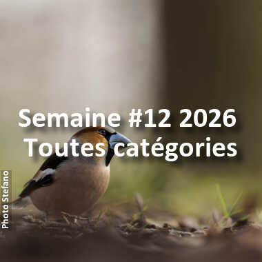 fotoduelo Semaine #12 2026 - Toutes catégories