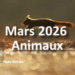 fotoduelo Mars 2026 - Animaux