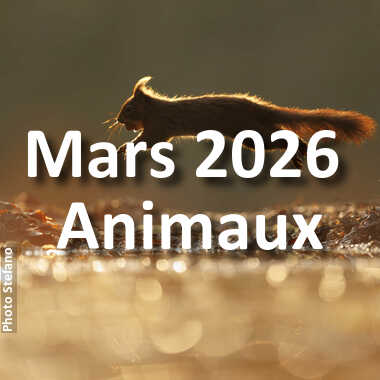 fotoduelo Mars 2026 - Animaux