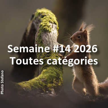 fotoduelo Semaine #14 2026 - Toutes catégories