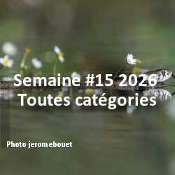 fotoduelo Semaine #15 2026 - Toutes catégories