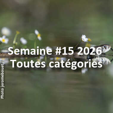 fotoduelo Semaine #15 2026 - Toutes catégories