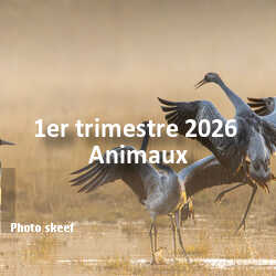fotoduelo 1er trimestre 2026 - Animaux