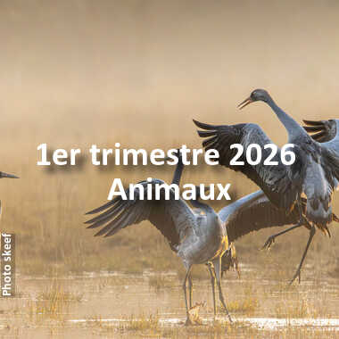 fotoduelo 1er trimestre 2026 - Animaux
