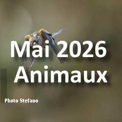 fotoduelo Mai 2026 - Animaux