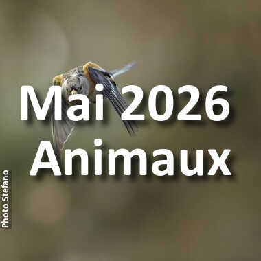 fotoduelo Mai 2026 - Animaux