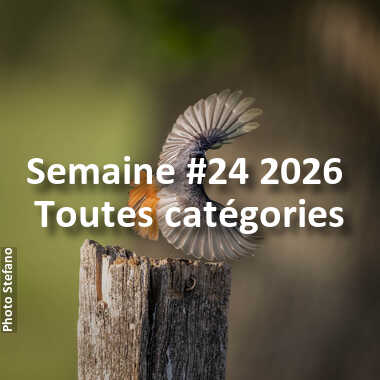 fotoduelo Semaine #24 2026 - Toutes catégories
