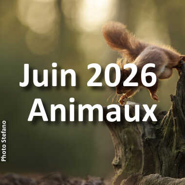 fotoduelo Juin 2026 - Animaux