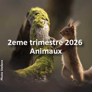 fotoduelo 2eme trimestre 2026 - Animaux