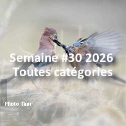 fotoduelo Semaine #30 2026 - Toutes catégories