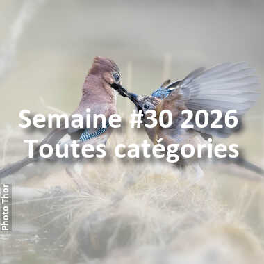 fotoduelo Semaine #30 2026 - Toutes catégories