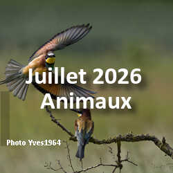 fotoduelo Juillet 2026 - Animaux